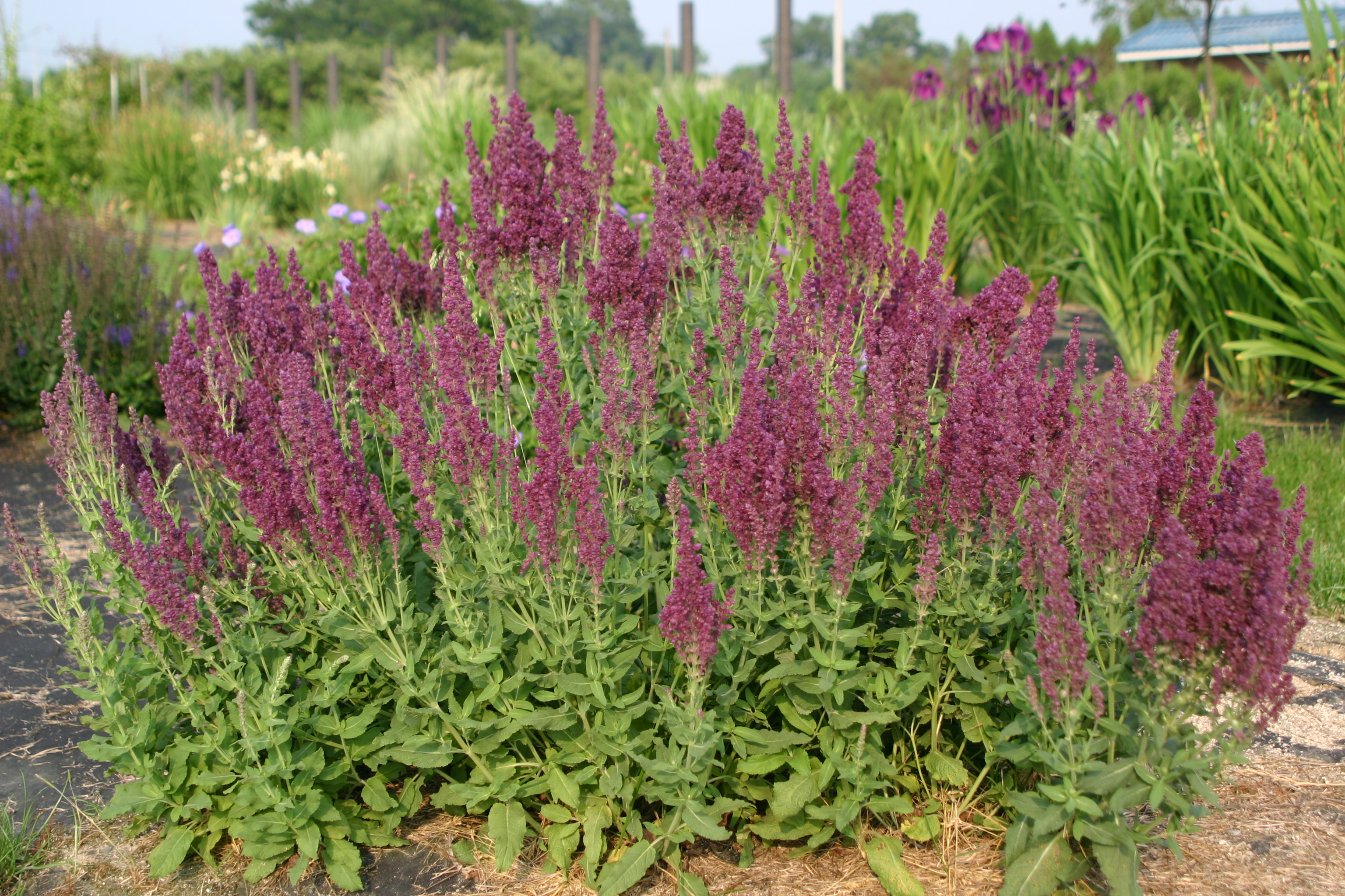 Salvia nemorosa 'Plumosa'